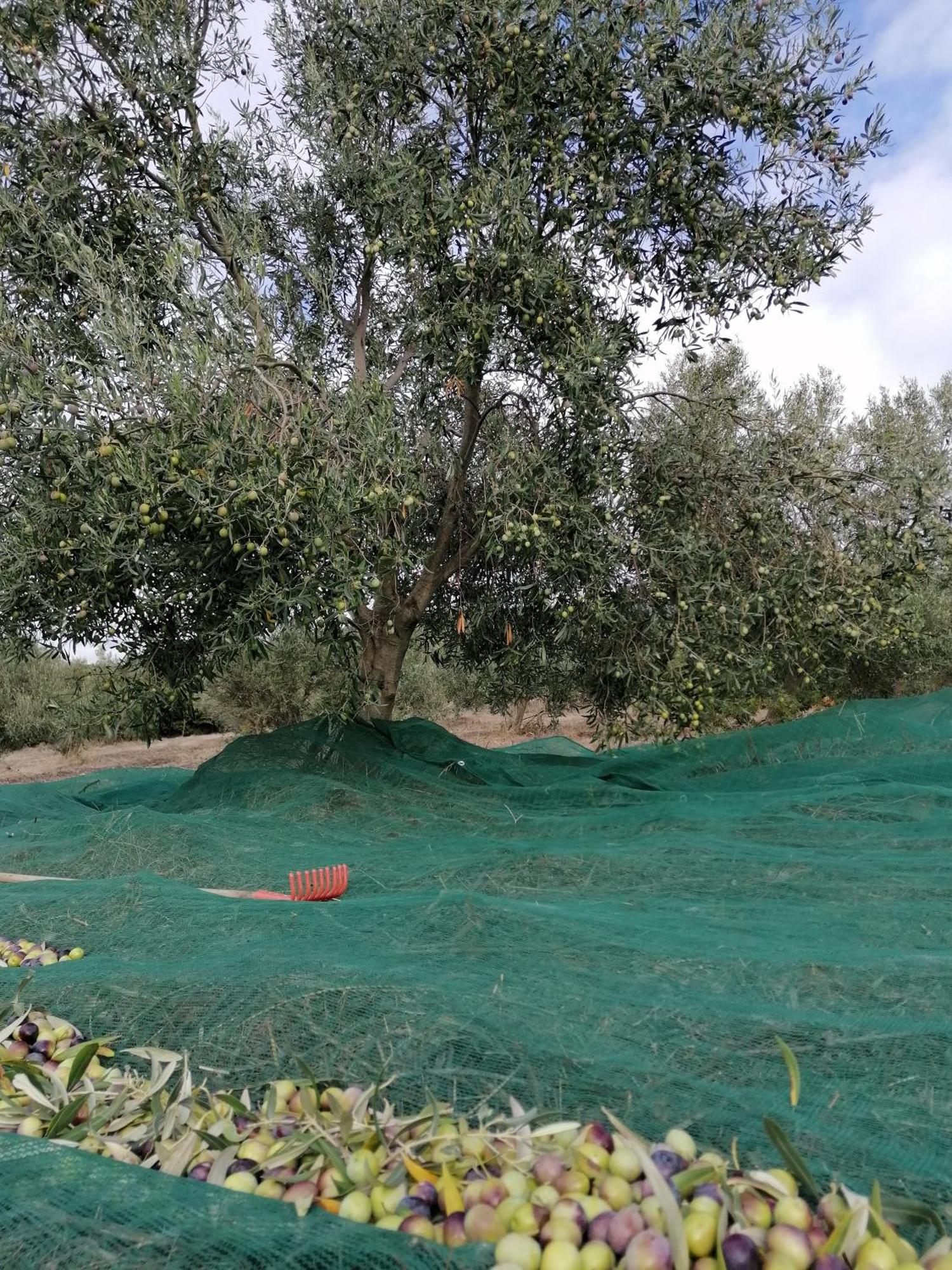 Barùmini Hotel Su Nuraxi מראה חיצוני תמונה